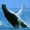 310-baleine.JPG (35160 octets)