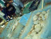 24010007.jpg (28494 octets)