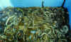 24010008.jpg (25273 octets)