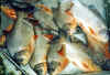 24010009.jpg (27897 octets)