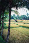 riz.jpg (39876 octets)