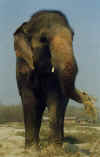 elepha01.jpg (22409 octets)