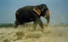 elepha02.jpg (17747 octets)