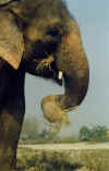 elepha03.jpg (26652 octets)