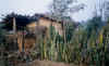 elepha06.jpg (24589 octets)