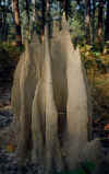 elepha08.jpg (29815 octets)