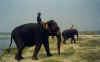 elepha09.jpg (19429 octets)