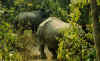 elepha10.jpg (44854 octets)