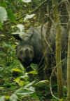 elepha11.jpg (35324 octets)
