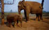 elephant1.jpg (26422 octets)
