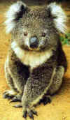 koala1.jpg (14788 octets)